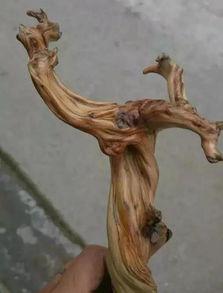 崖柏加工方法视频,传统技艺与现代工艺的完美融合