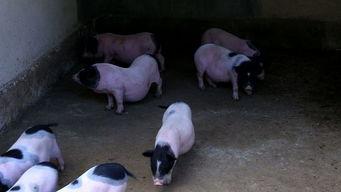 小猪可爱视频,小猪可爱视频集锦