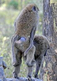 各种动物交配视频,揭秘各种动物交配奇观