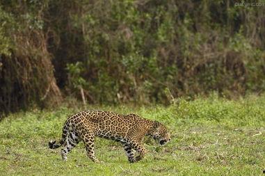 各种动物交配视频,揭秘各种动物交配奇观